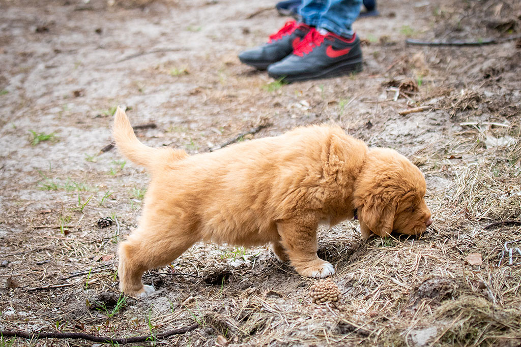 Miss Lila erkundet den Waldboden und macht sich dabei ganz lang