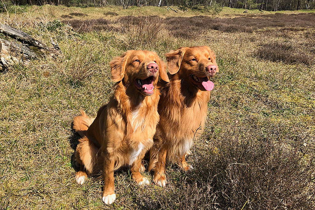 Edison und Newton sitzen nebeneinander uns lächeln dabei in beide über beide Ohren