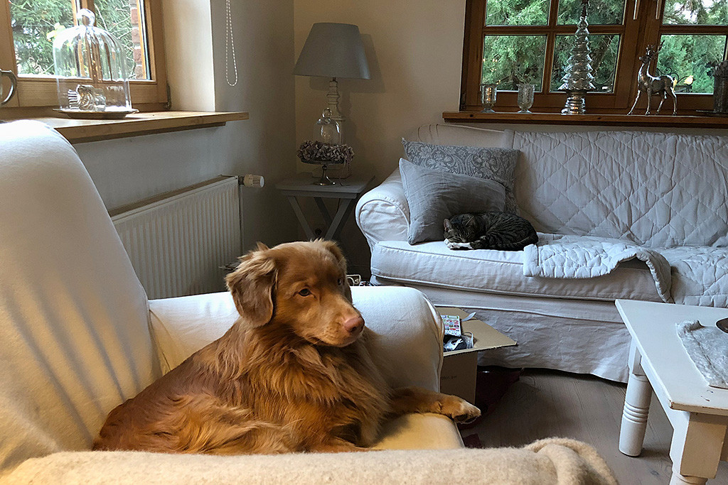 Edison liegt gemütlich auf dem Sessel während Curie hinten auf dem Sofa schläft
