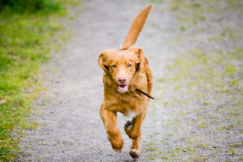Edison sprintet frontal auf die Kamera zu