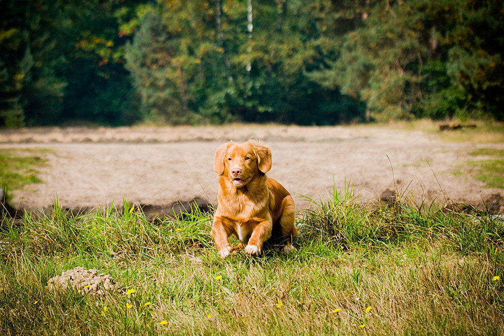 Edison schießt aus der Sitzposition