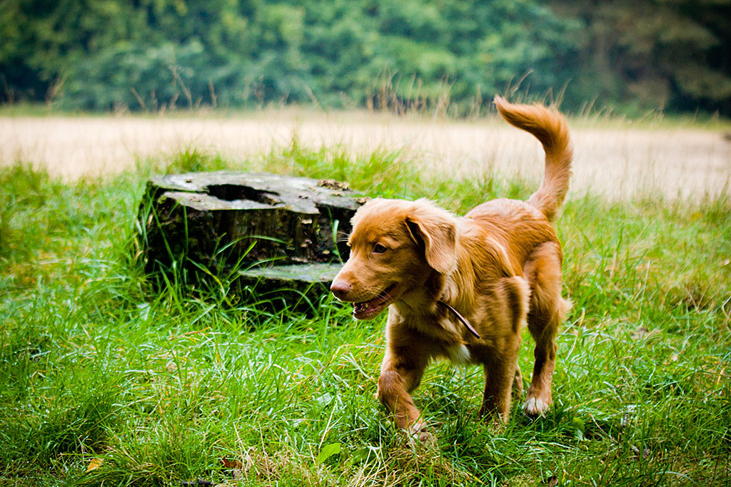 Edison läuft vor einem abgesägtem Baumstamm