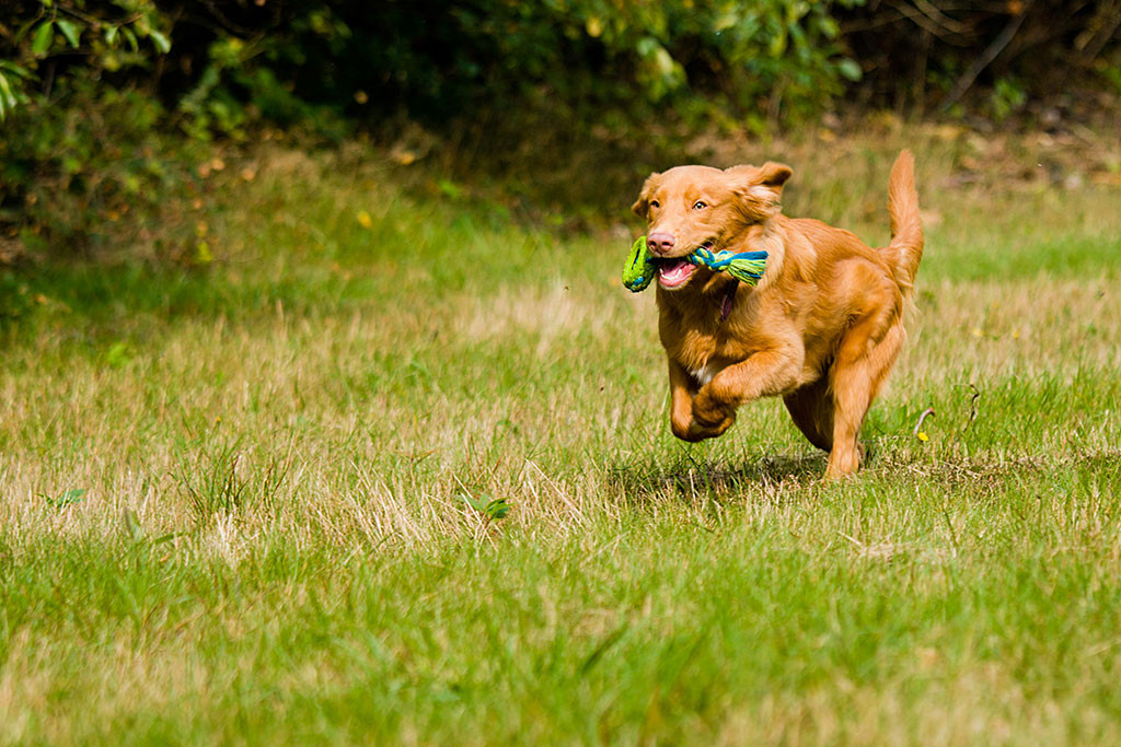 Edison sprintet mit seinem Spielzeug im Maul