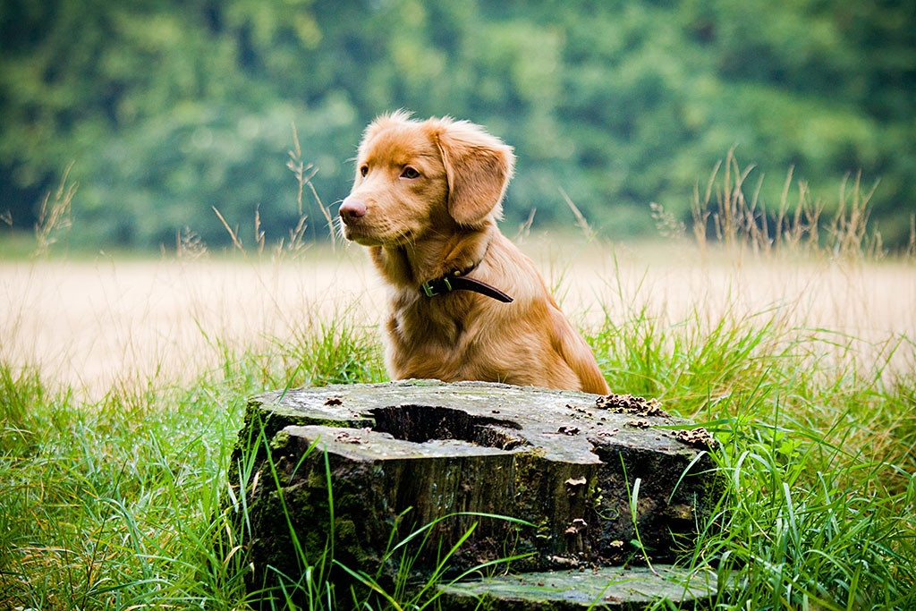 Edison sitzt hinter einem abgesägtem Baumstamm
