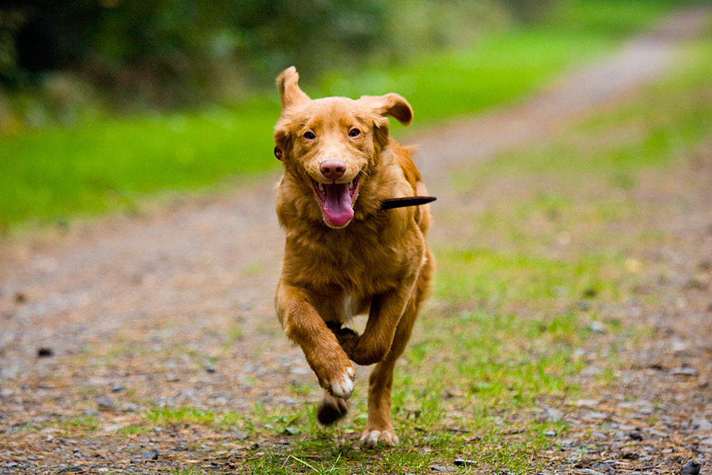 Edison rennt lächelnd auf die Kamera zu