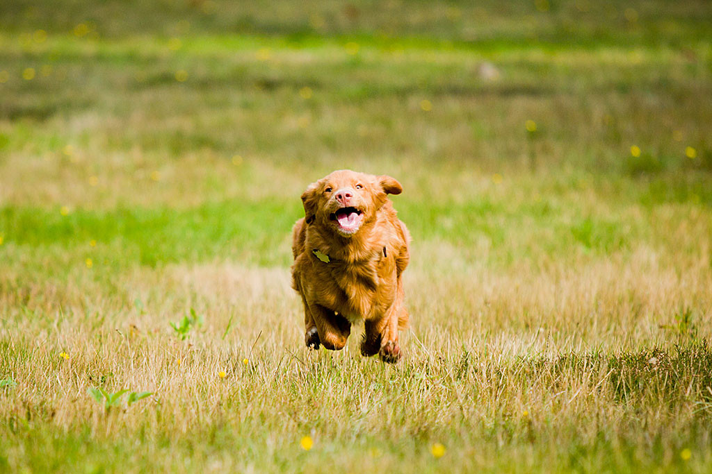 Edison fliegt förmlich über die Wiese