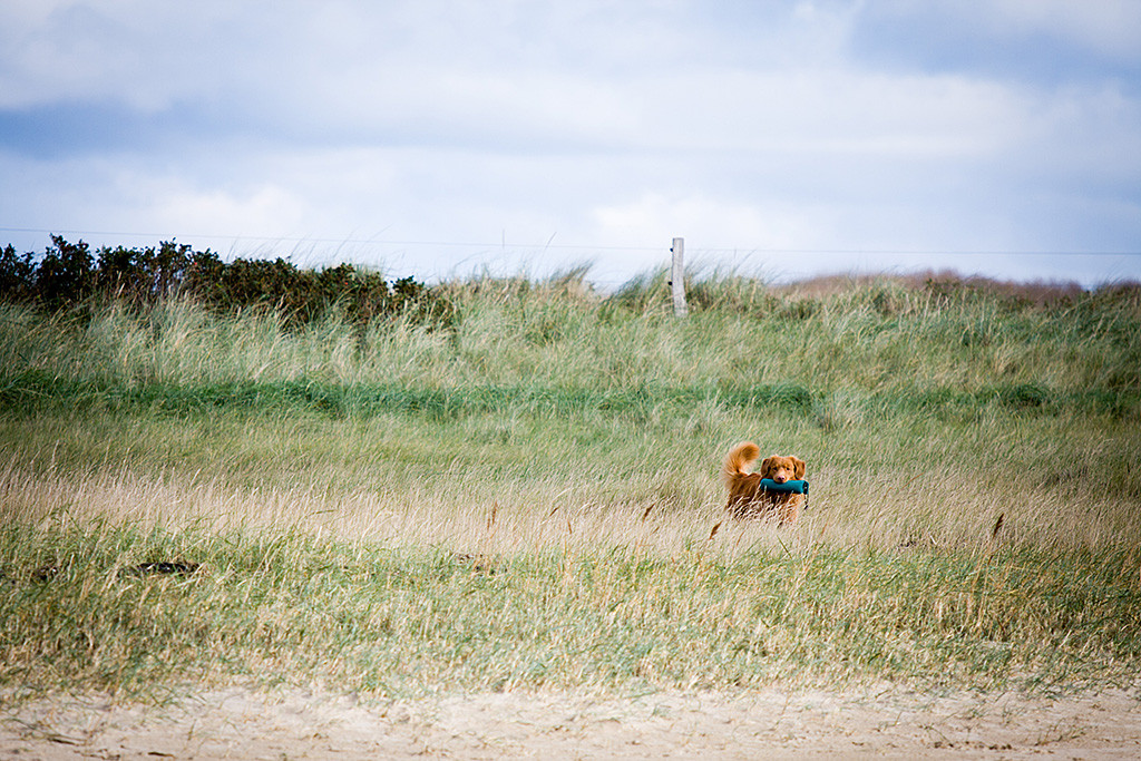 Edison steht mit Dummy im Fang im hohen Gras
