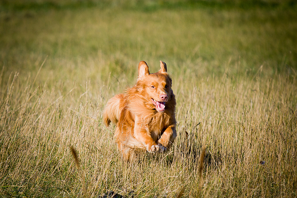 Edison rennt freudig mit fliegenden Ohren und breit grinsend durchs Gras zum Dummy