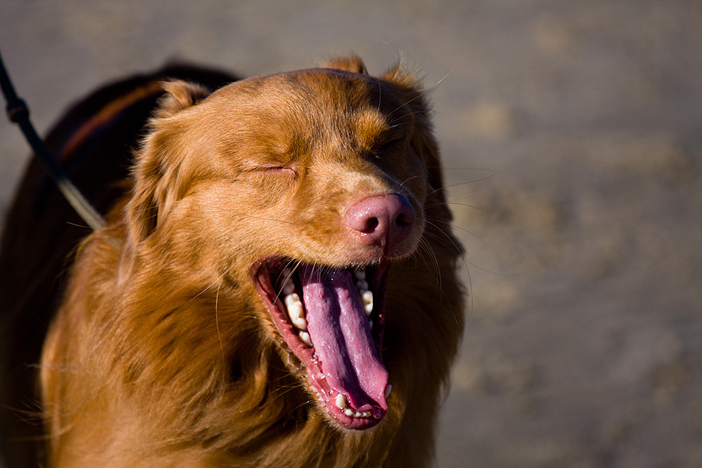 Edison gähnt mit geschlossenen Augen und weit geöffnetem Fang