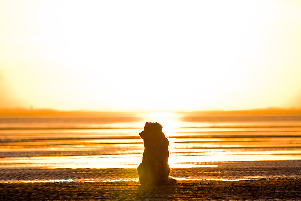 Edison sitzt am Strand von Rømø, hinter ihm geht die Sonne gerade unter