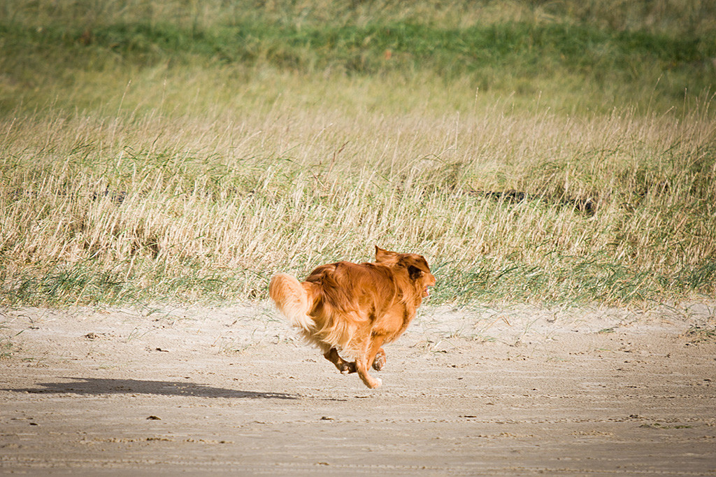 Edison fliegt förmlich über den Strand, kein Fuß berührt dabei den Boden