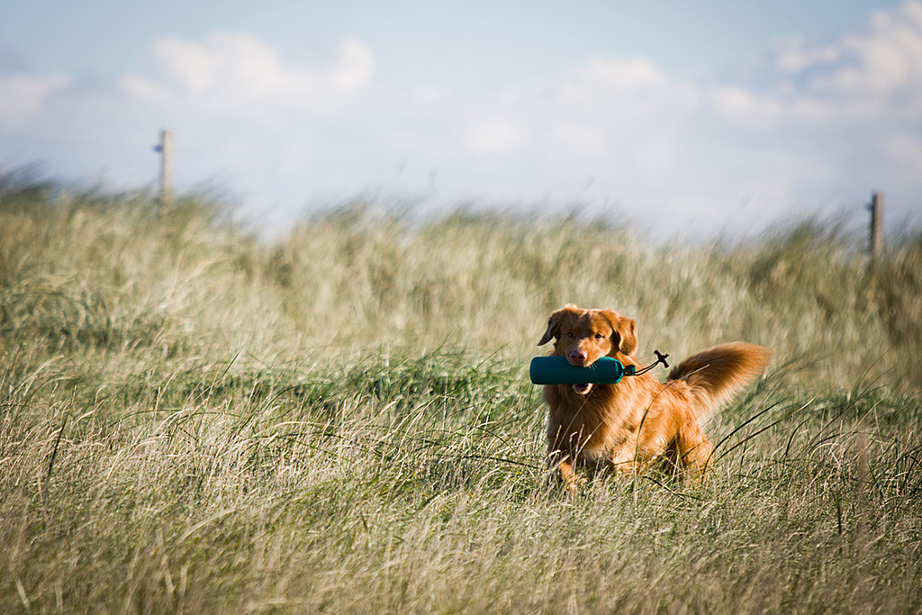 Edison läuft mit Dummy im Fang durchs hohe Gras