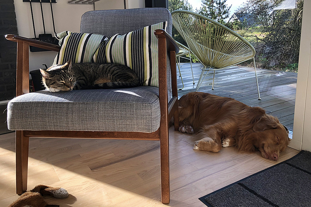 Edison liegt schlafend auf dem Fußboden an der Fensterscheibe unseres Ferienhauses, davor schläft Curie auf einem Sessel