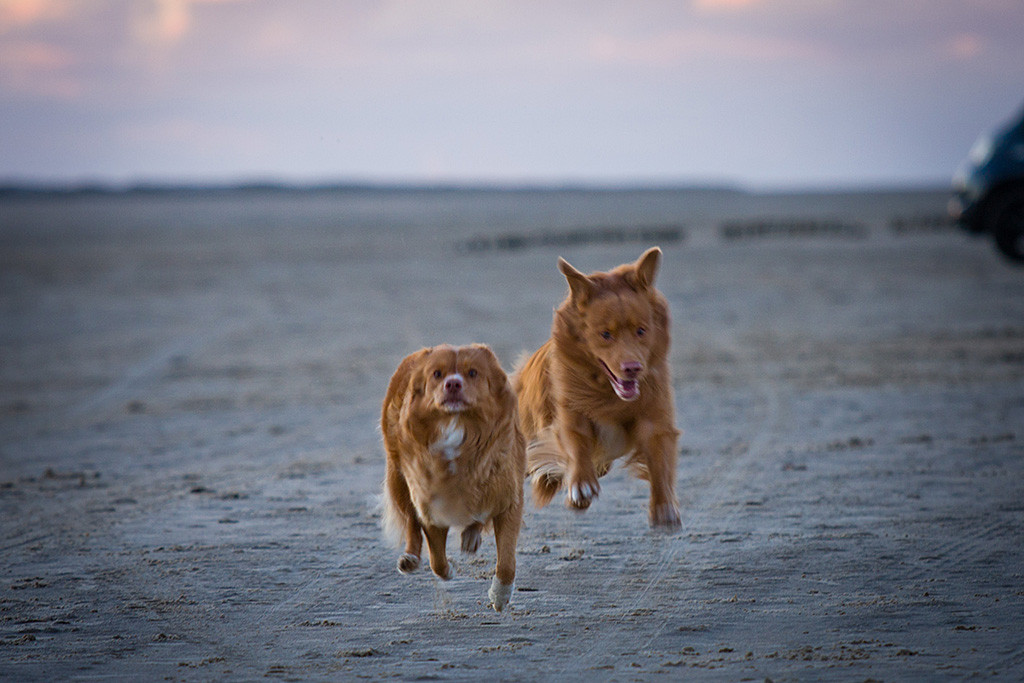 Edison versucht Frieda am Strand von Rømø einzuholen, beide fliegen dabei förmlich durch die Luft