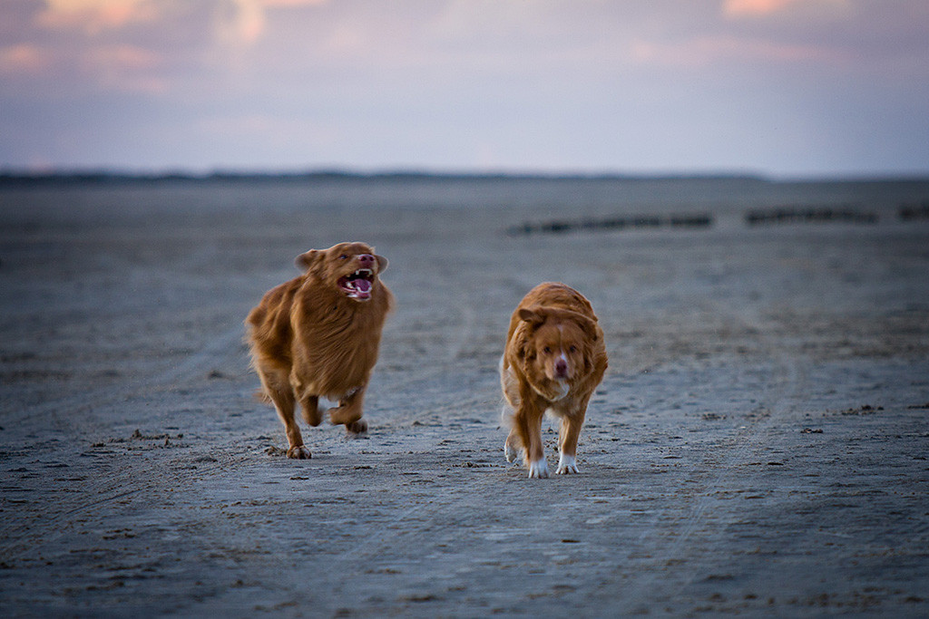 Edison rennt wie ein Irrer am Strand von Rømø hinter Frieda her