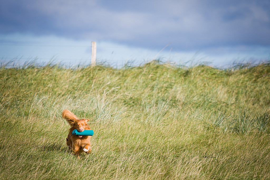 Edison läuft mit Dummy im Fang durchs hohe Gras