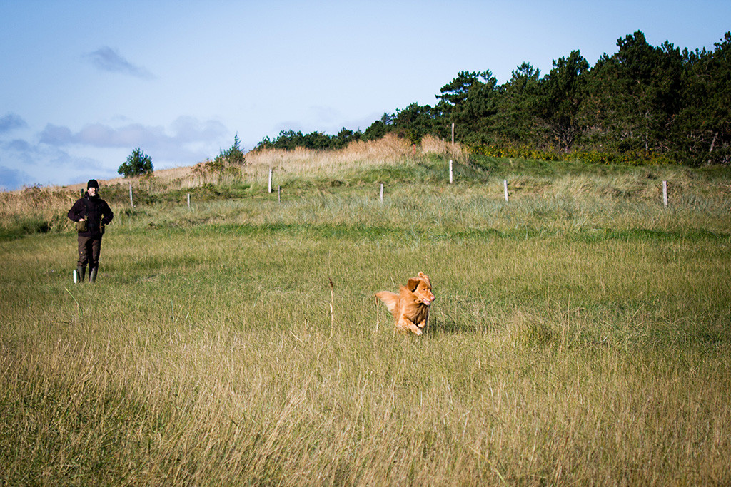 Edison rennt mit Blick nach unten durchs Gras zum Dummy, im Hintergrund steht Stephan