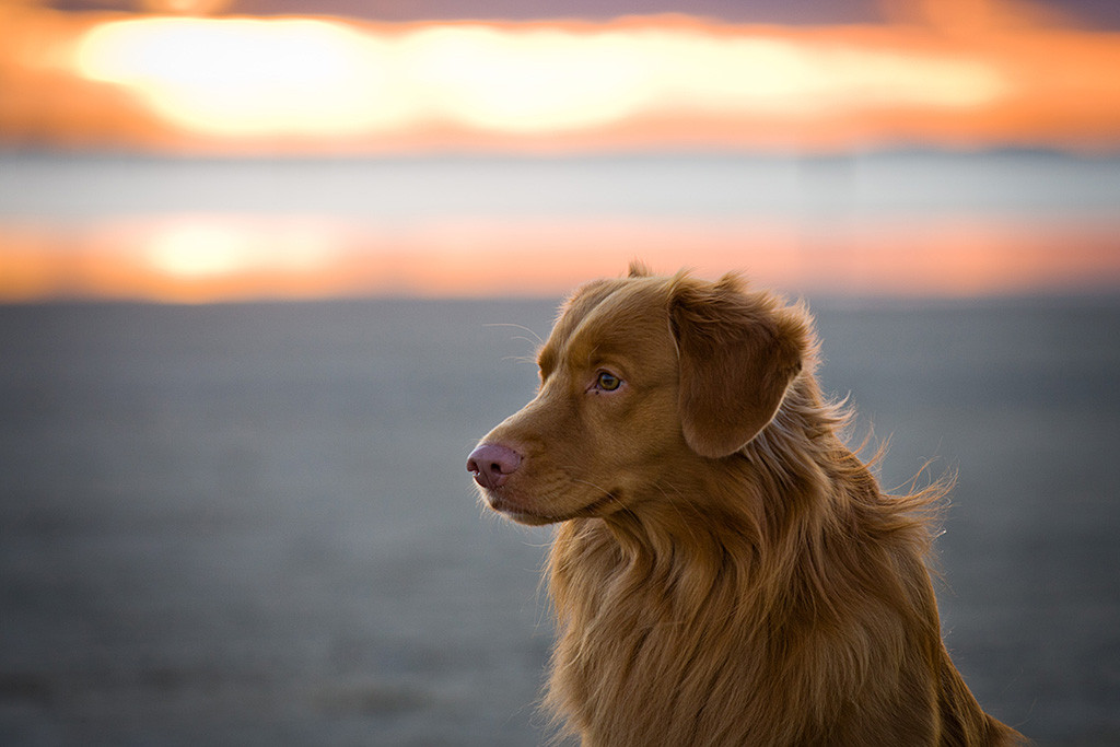 Edison in Nahaufnahme bei Sonnenuntergang am Strand von Rømø