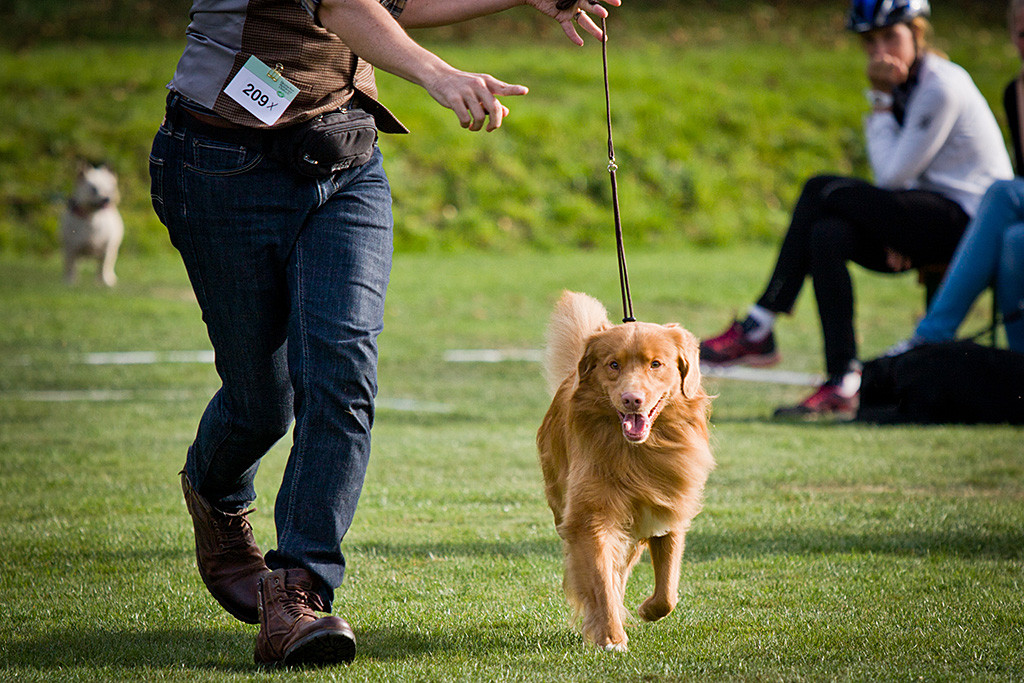 Edison läuft an Stephans Seite auf der geraden Bahn im Ehrenring auf die Kamera zu