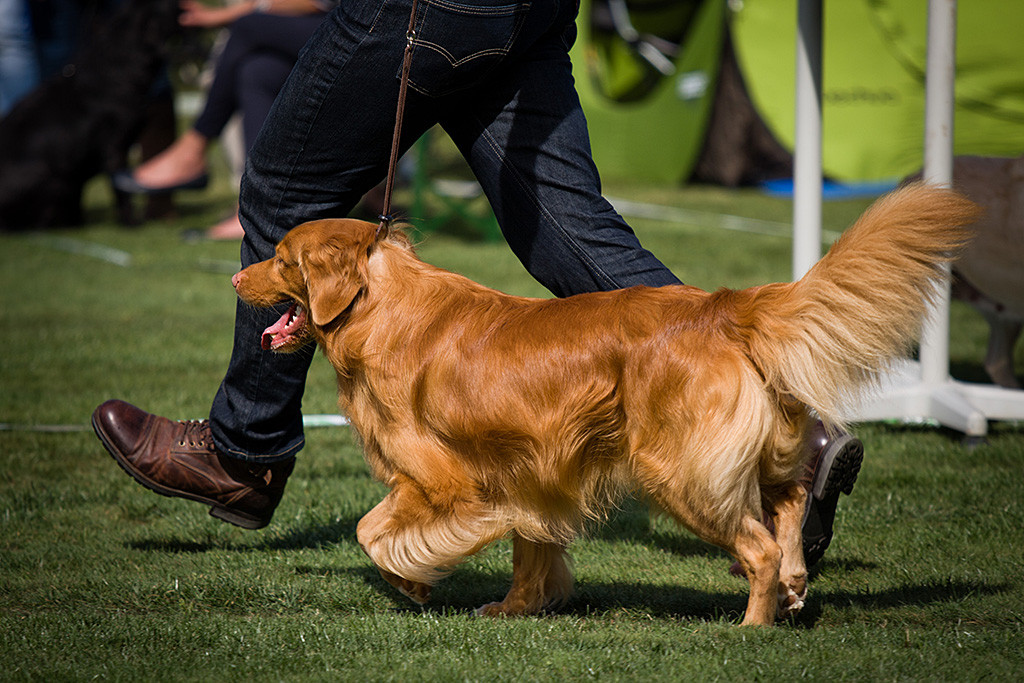 Edison läuft fröhlich an Stephans Seite durch den Ring