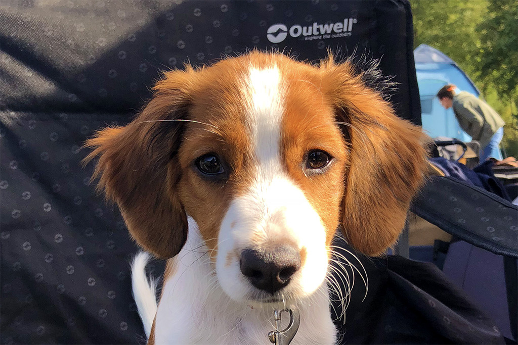 Valuable Verity Vigo Vom Tespelkooi