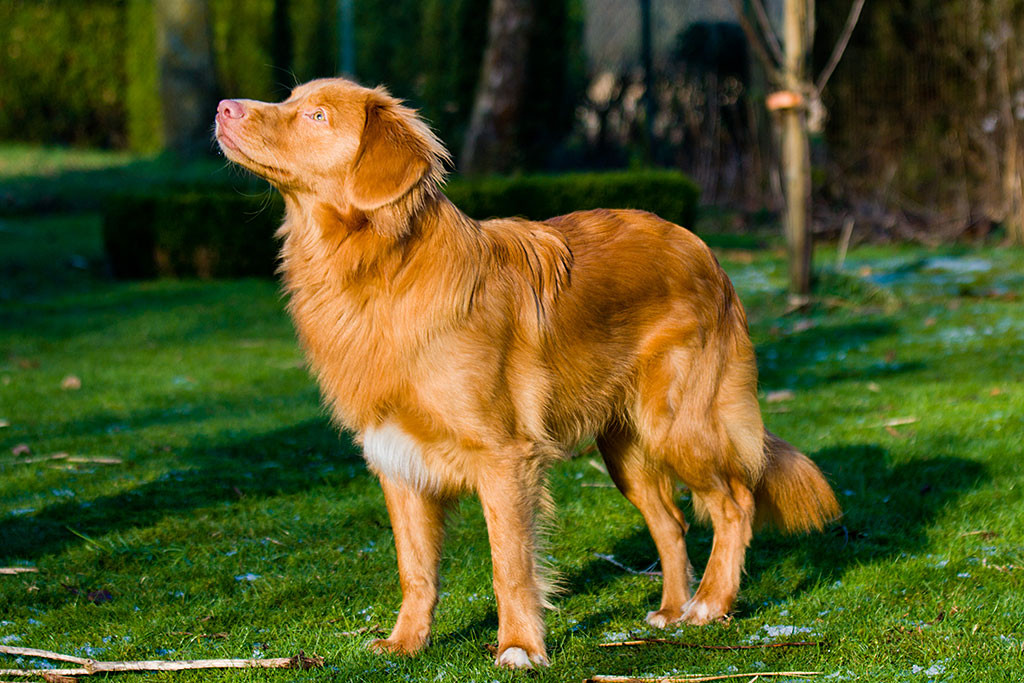 Edison stehend schräg von vorn nach oben schauend