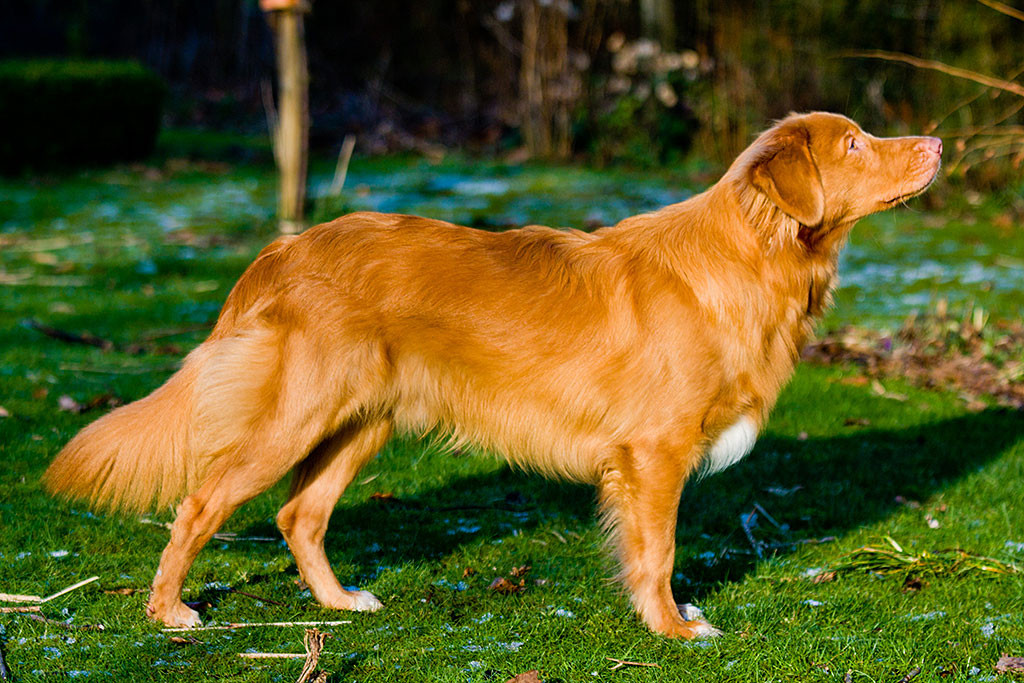 Edison von der Seite in feinster Steh-Pose mit Kopf nach rechts