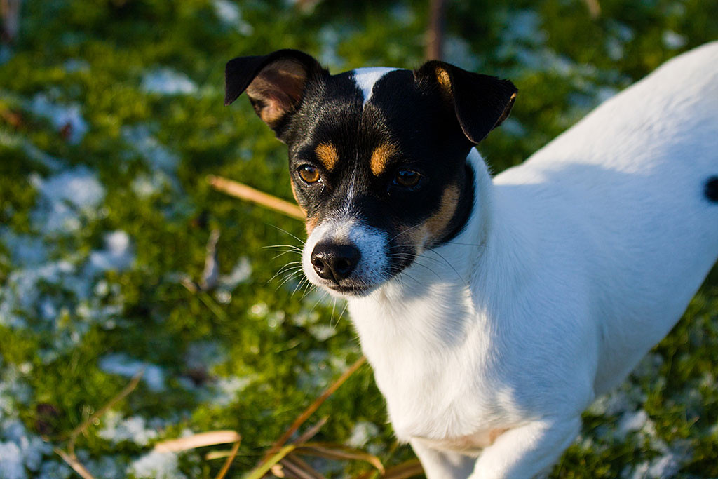 Oreo stehend auf dem Rasen im Halbprofil von oben