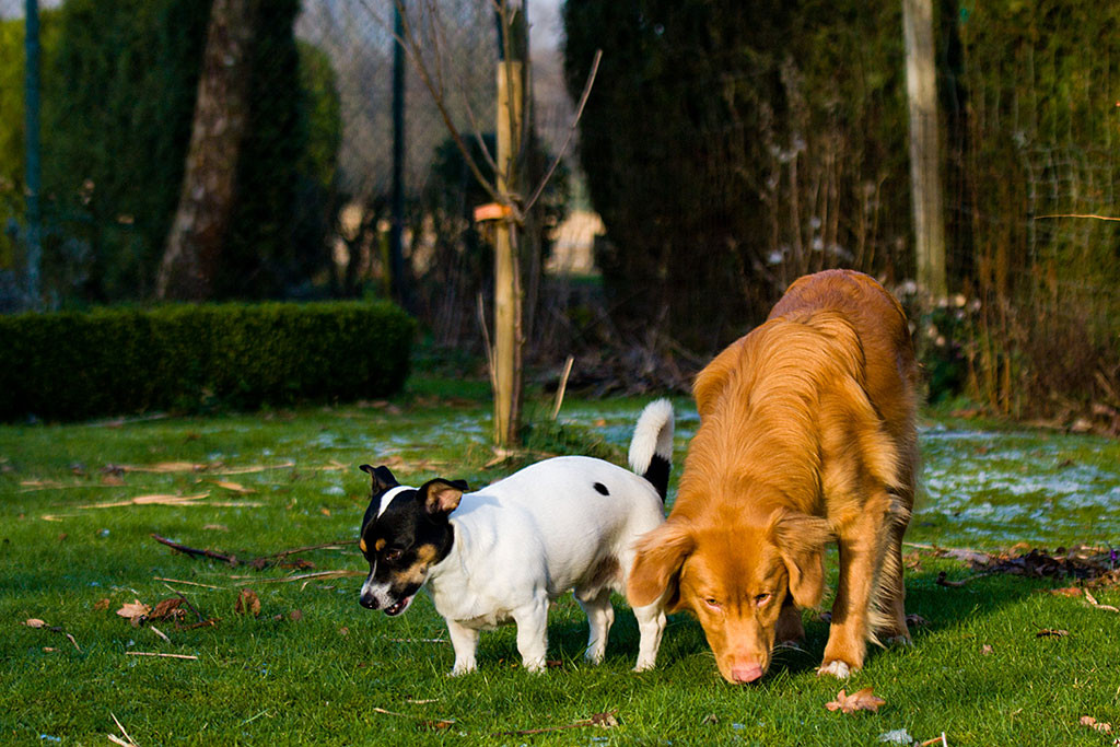Edison und Oreo suchen Eisstücken auf dem Rasen