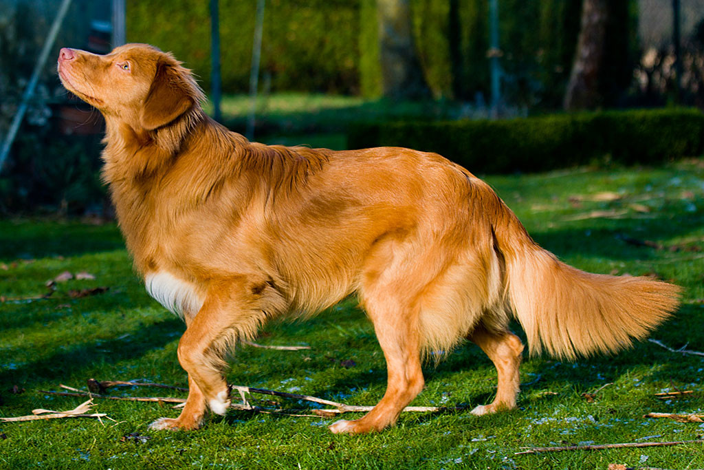 Edison stehend von der Seite nach oben schauend