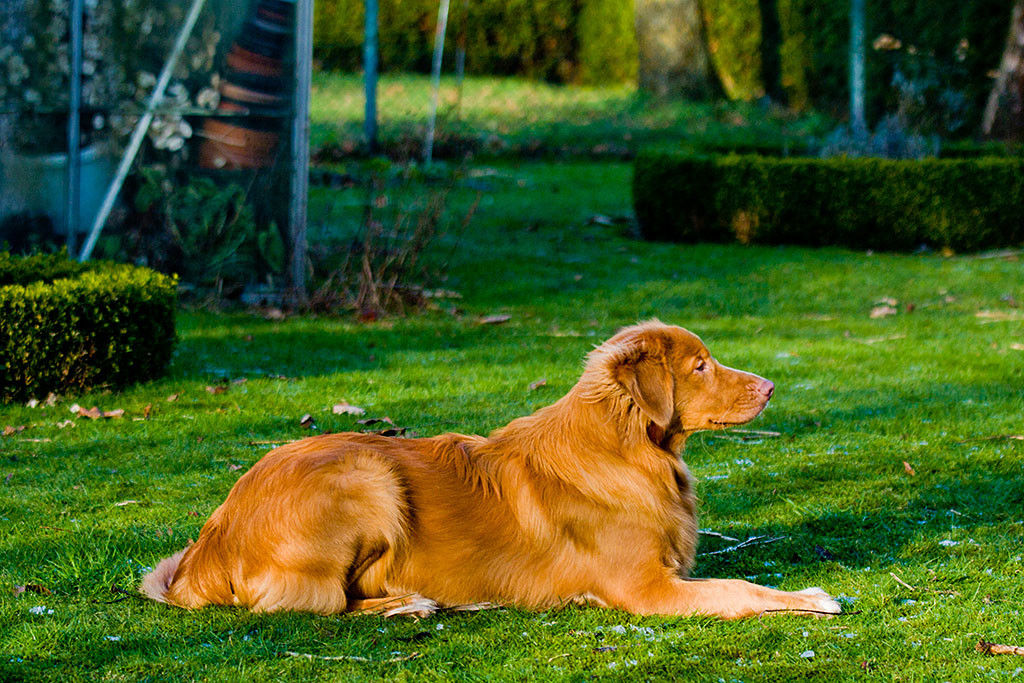 Edison liegend im Platz von der Seite