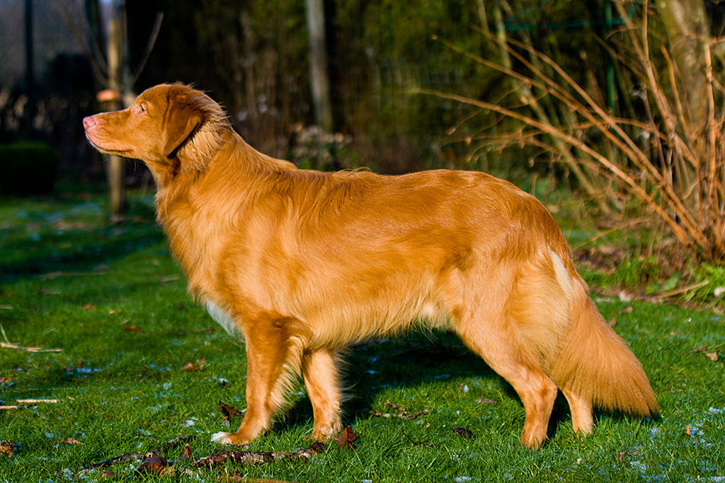 Edison von der Seite in feinster Steh-Pose mit Kopf nach links