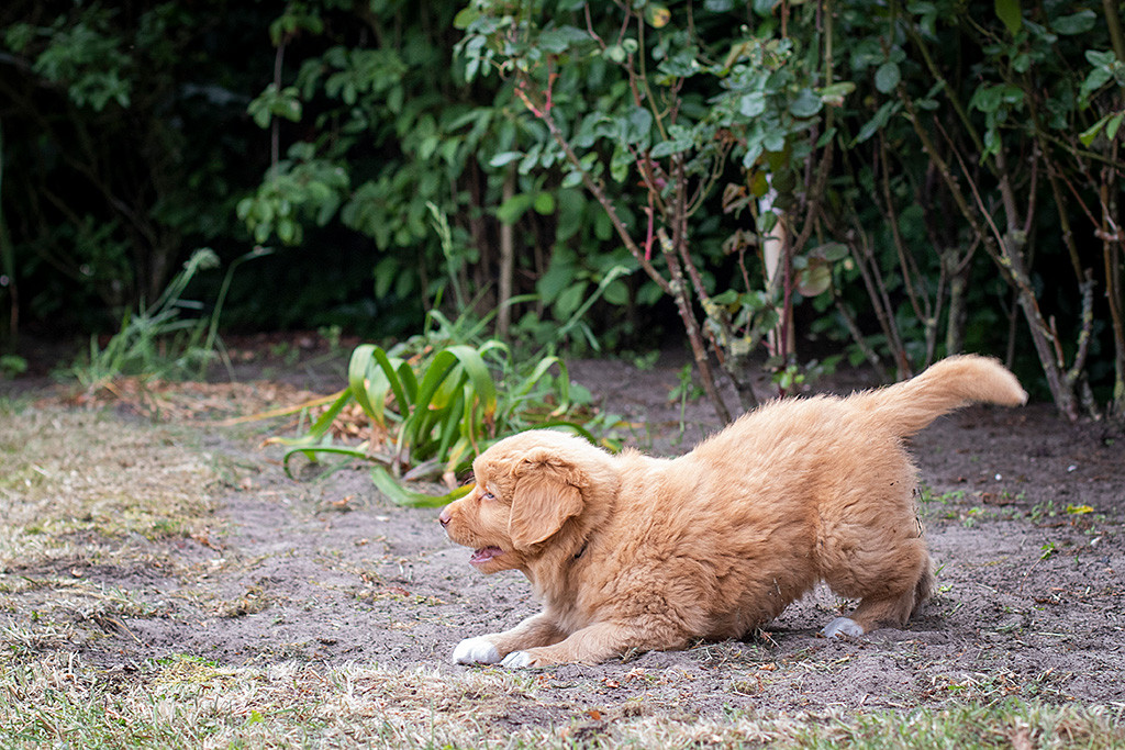 Mister Grau verbeugt sich, um zum spielen aufzufordern