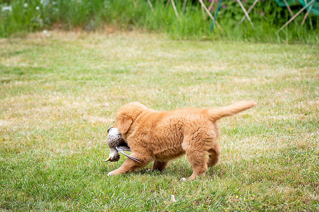 Mister Grau trägt eine Ente im Fang