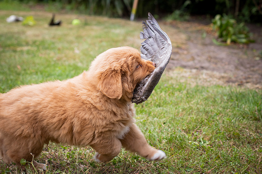 Mister Grau trägt einen Flügel fest im Fang