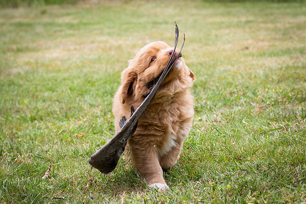 Mister Grau trägt einen Flügel auf die Kamera zu