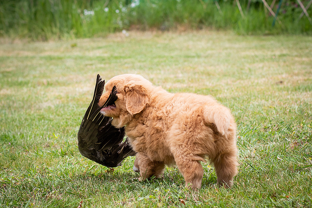 Mister Grau trägt einen Flügel am äußeren Rand im Fang