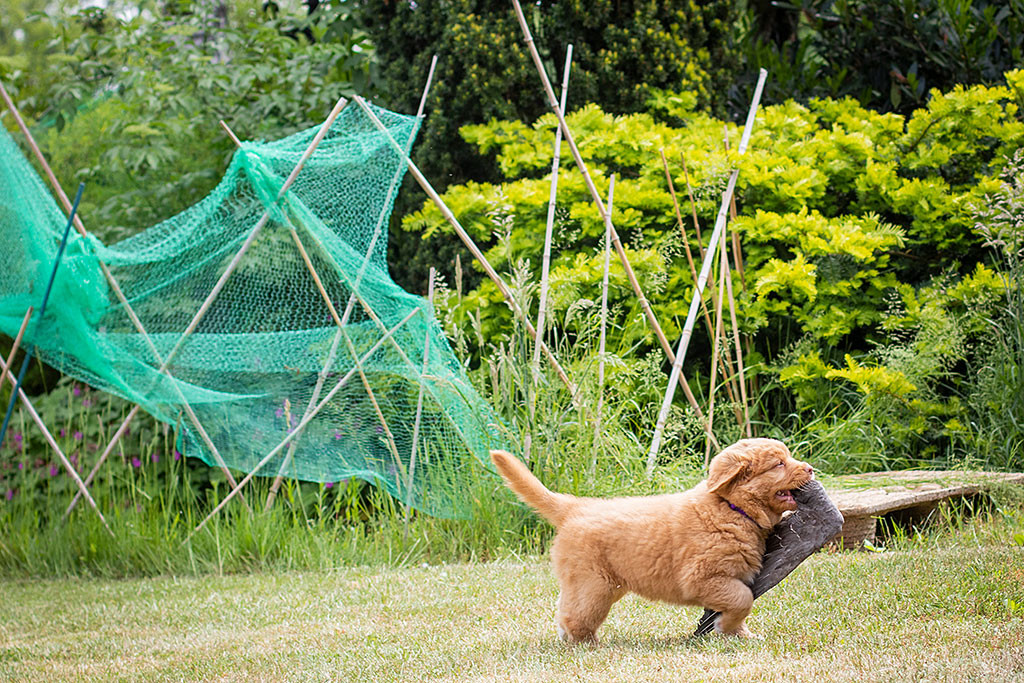 Miss Lila trägt stolz einen Flügel im Fang über die Wiese