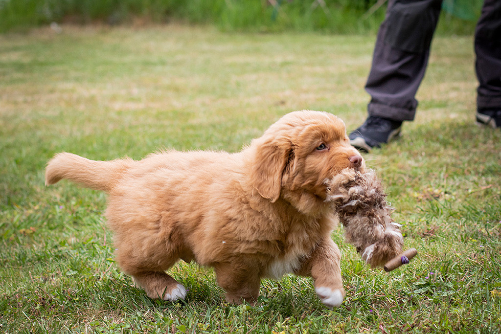 Mister Grau trägt einen Felldummy im Fang