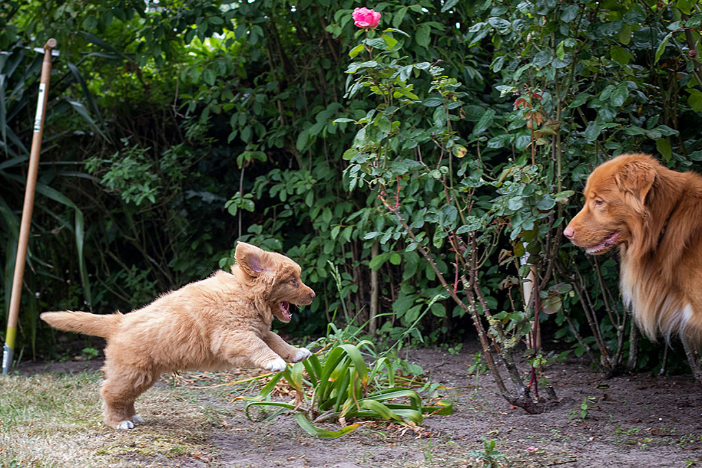 Mister Grau springt mit einem schelmischen Grinsen in Richtung Onkel Huey