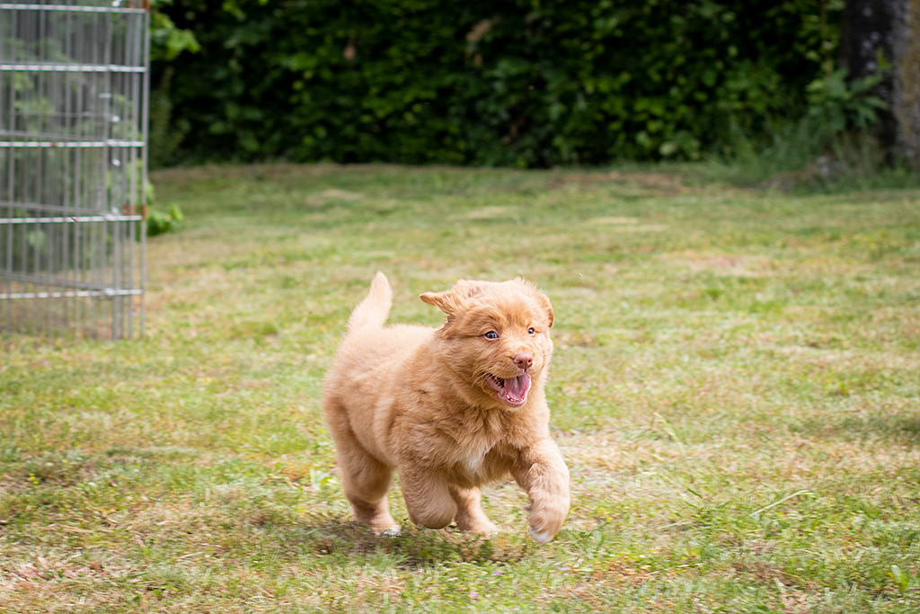 Miss Lila läuft freudestrahlend über die Wiese