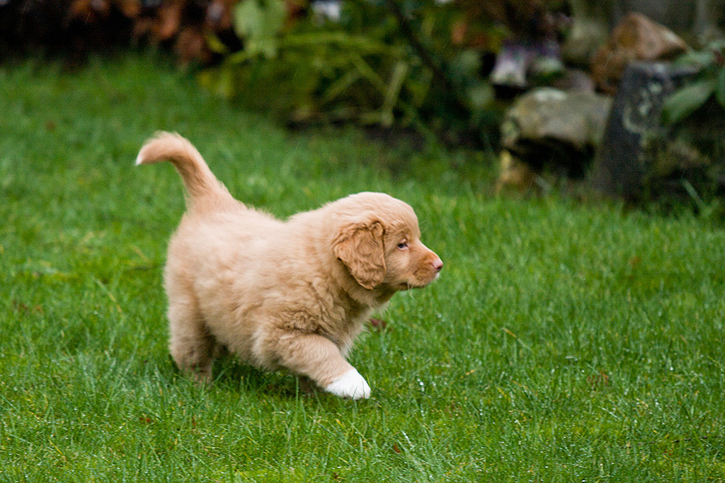 Mister Gelb schreitet selbstbewusst über den Rasen