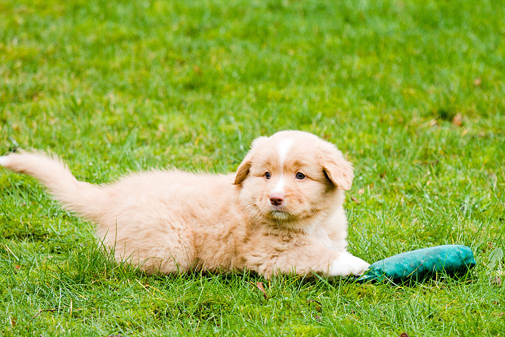 Miss Rot liegt im Gras, vor ihr liegt ein Dummy