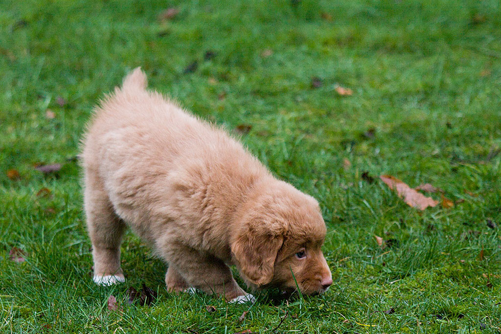 Miss Lila untersucht den Rasen mit tiefer Nase