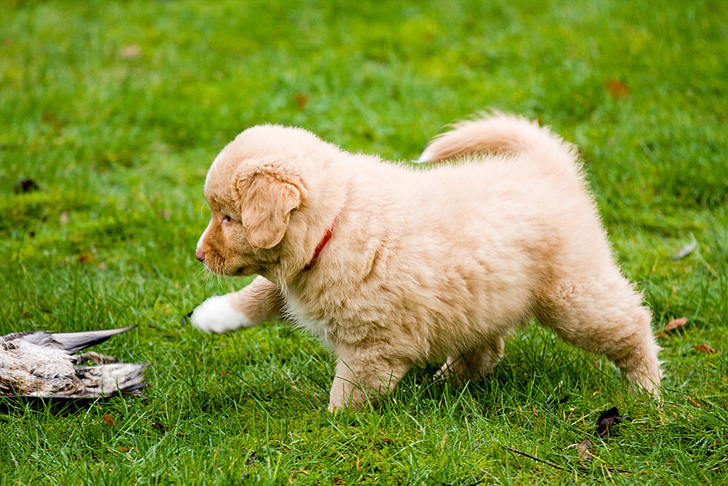 Miss Rot läuft neugierig auf den toten Vogel zu, der vor ihr im Gras liegt