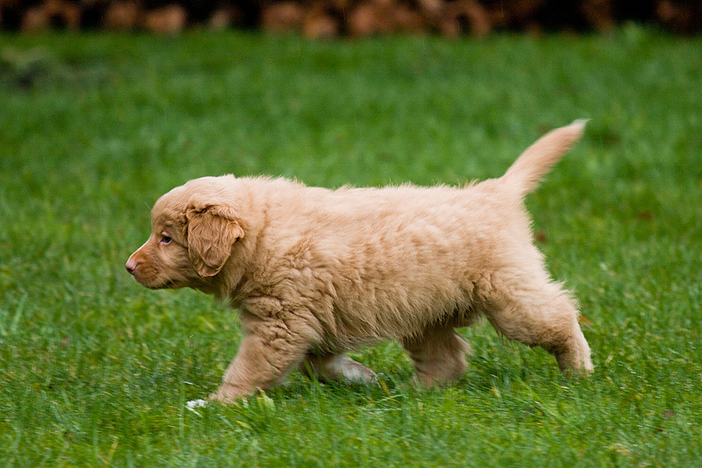 Mister Gelb im Laufschritt auf dem Rasen