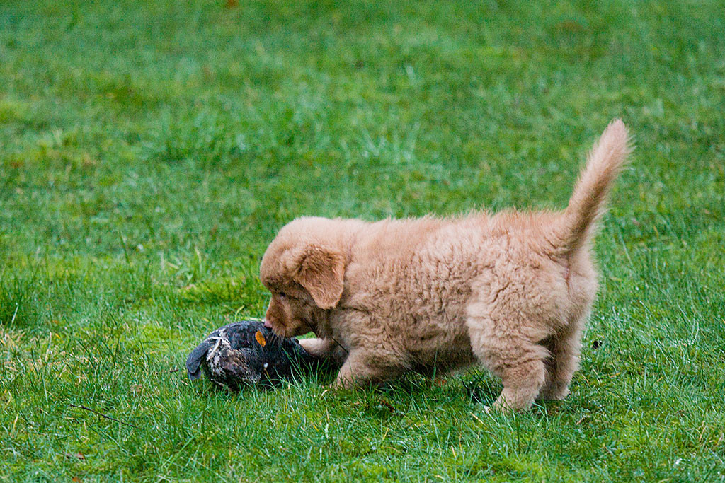 Miss Lila untersucht den toten Vogel vor ihr auf dem Rasen