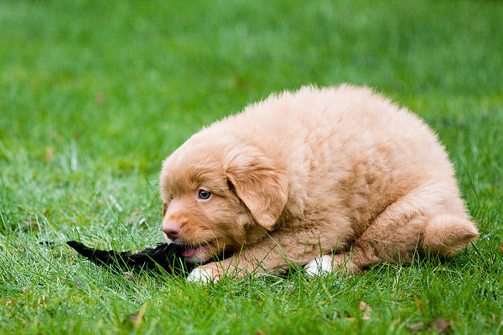 Mister Orange nimmt den Vogelflügel liegend auf dem Rasen in den Fang