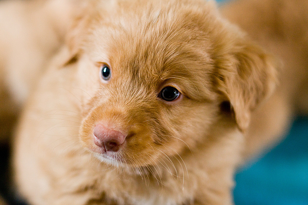 Miss Lilas Kopf in Nahaufnahme