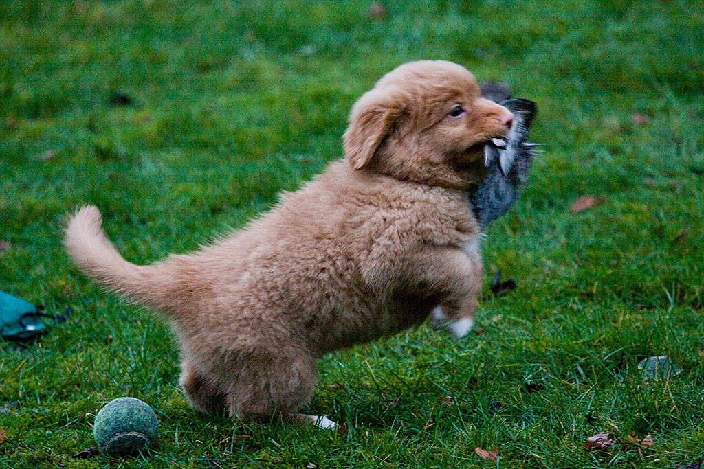 Miss Lila trägt stolz den Vogelflügel im Fang und ist gerade dabei mit Kickstart wegzurennen